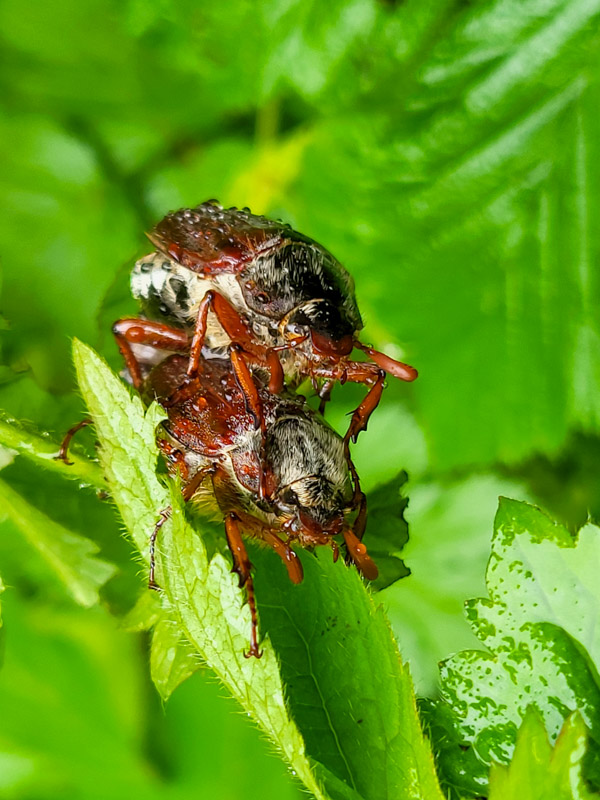 flora & fauna in Silz, Tirol